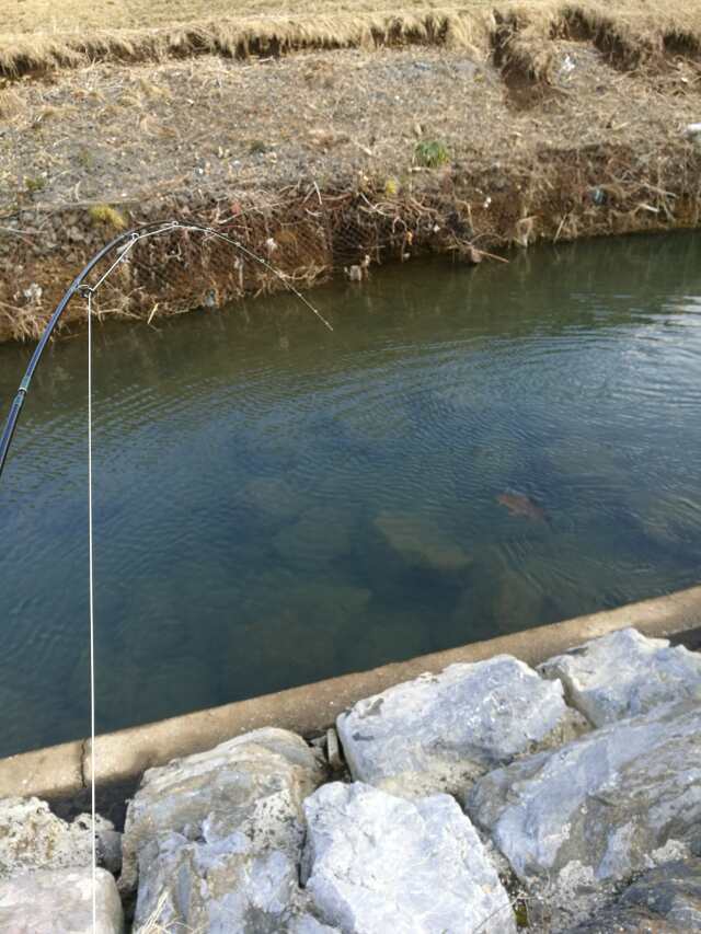 柳瀬川へGO! カブで鯉釣り 柳瀬川へGO! カブで鯉釣り