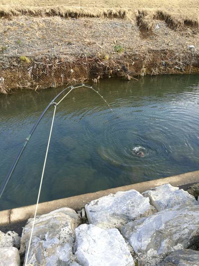 柳瀬川へGO! カブで鯉釣り 柳瀬川へGO! カブで鯉釣り