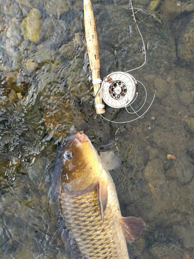 柳瀬川へGO! カブで鯉釣り 柳瀬川へGO! カブで鯉釣り