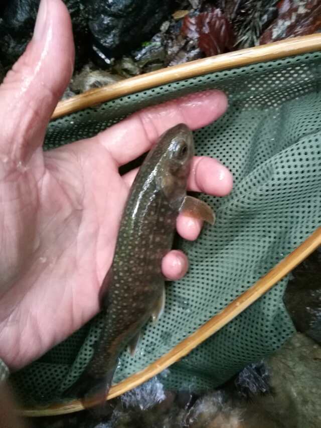 名栗川へGO! 岩魚! 名栗川へGO! 岩魚!