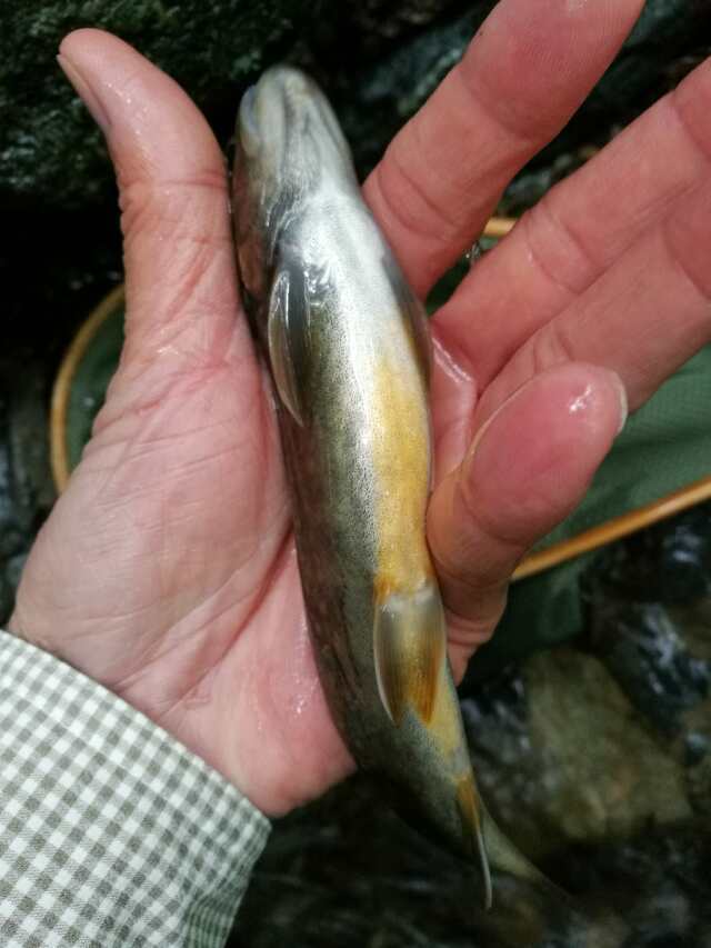名栗川へGO! 岩魚! 名栗川へGO! 岩魚!