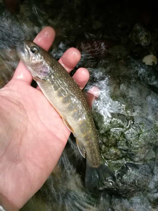 名栗川へGO! 岩魚! 名栗川へGO! 岩魚!
