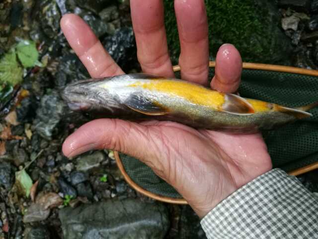 名栗川へGO! 岩魚! 名栗川へGO! 岩魚!