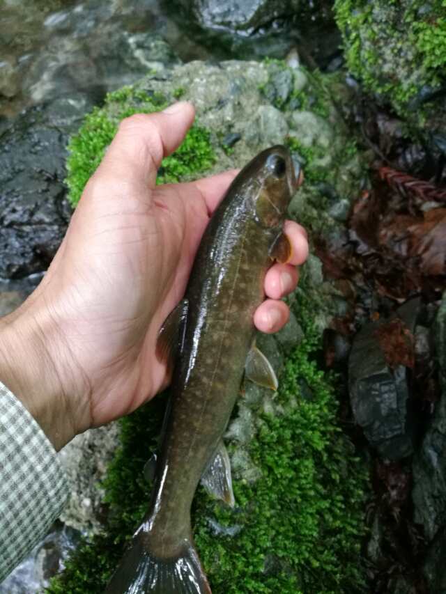 名栗川へGO! 岩魚! 名栗川へGO! 岩魚!