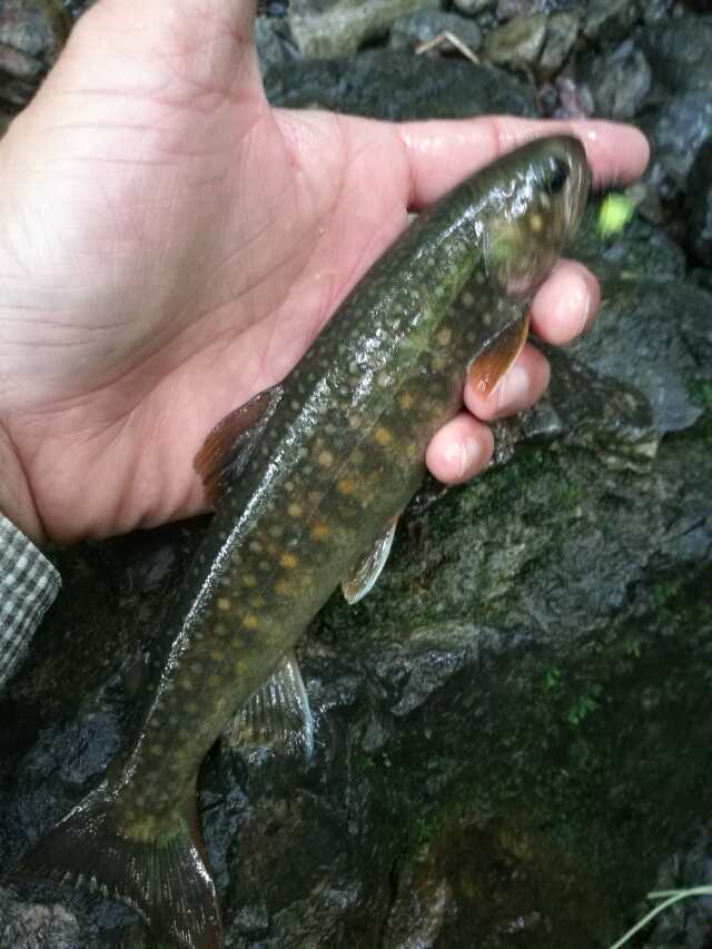 名栗川へGO! 岩魚! 名栗川へGO! 岩魚!