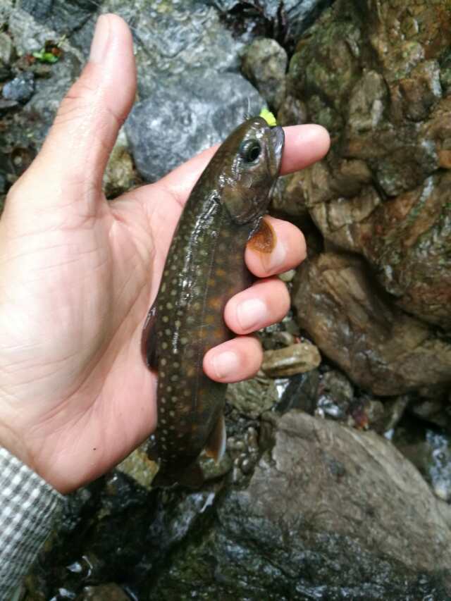名栗川へGO! 岩魚! 名栗川へGO! 岩魚!