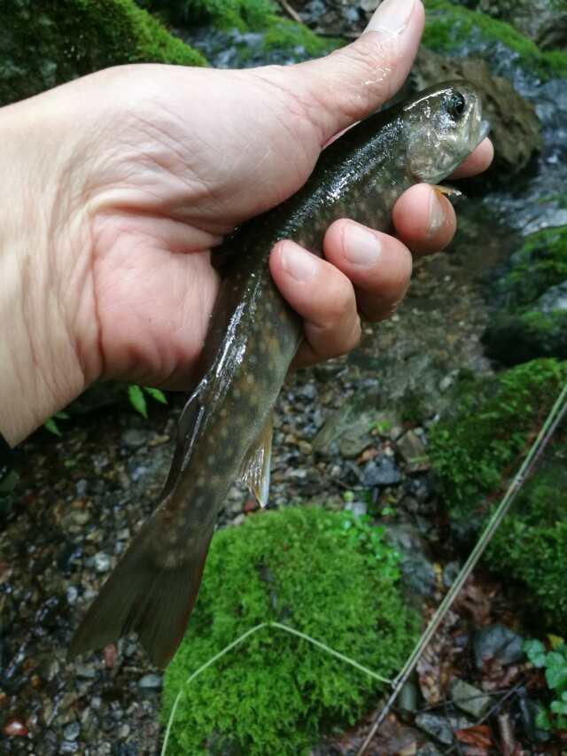 名栗川へGO! 岩魚! 名栗川へGO! 岩魚!