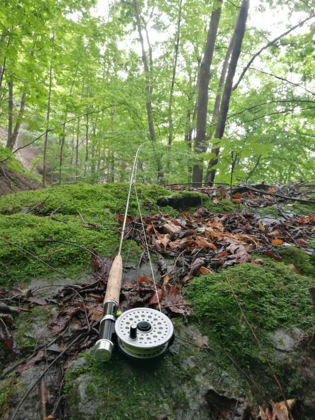 名栗川へGO! 岩魚! 名栗川へGO! 岩魚!