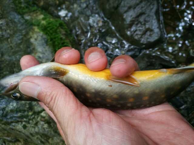 名栗川へGO! 岩魚! 名栗川へGO! 岩魚!