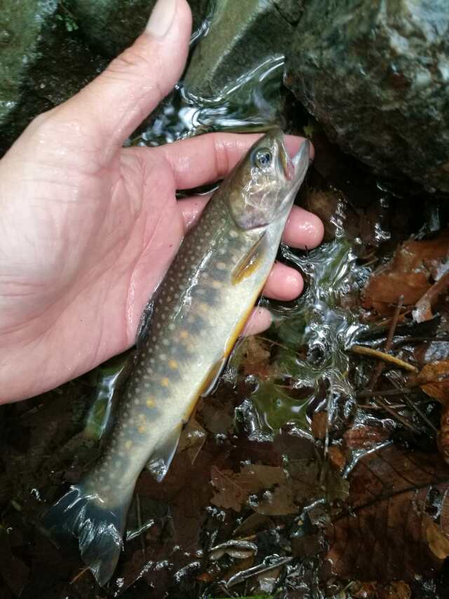 名栗川へGO! 岩魚! 名栗川へGO! 岩魚!