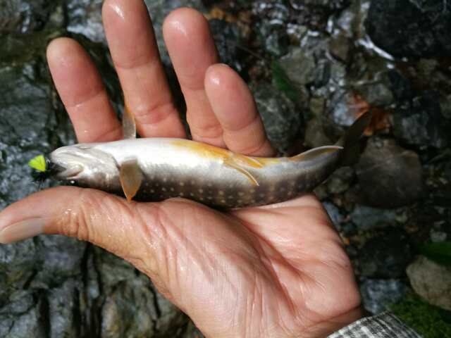 名栗川へGO! 岩魚! 名栗川へGO! 岩魚!