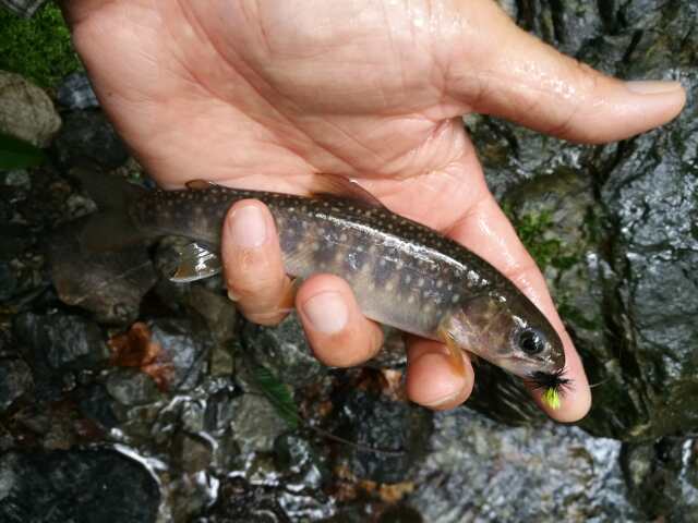 名栗川へGO! 岩魚! 名栗川へGO! 岩魚!