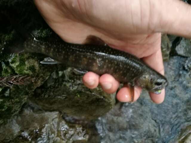 名栗川へGO! 岩魚! 名栗川へGO! 岩魚!