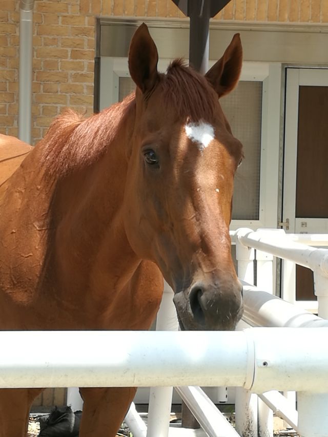 本日は いつもの鉄馬(カブ)ではなくて? 本日は いつもの鉄馬(カブ)ではなくて?