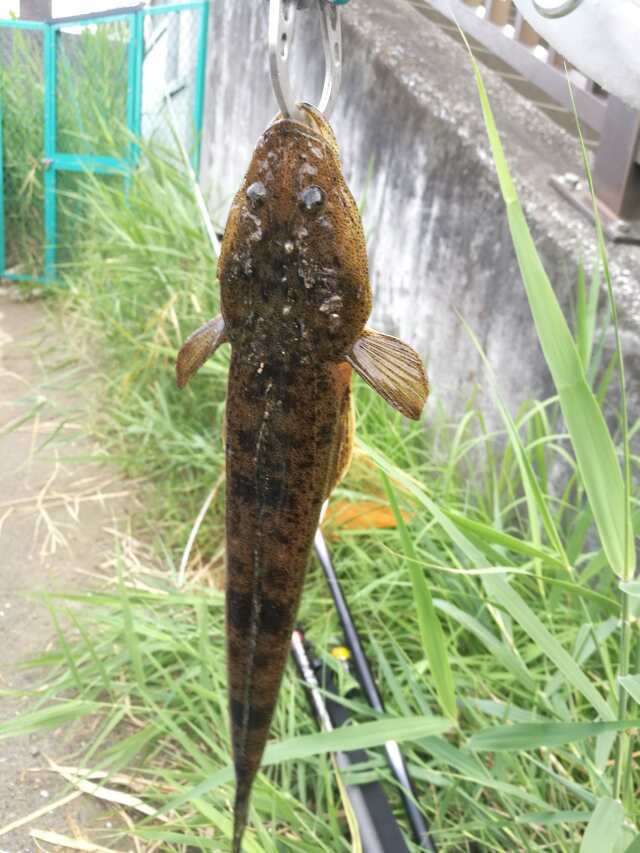 チヌ釣りへGO! 釣れず、、、 チヌ釣りへGO! 釣れず、、、