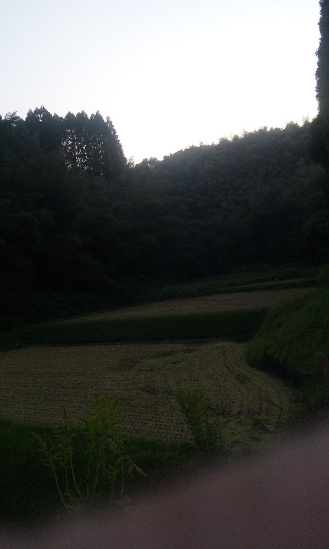 稲刈り完了なう