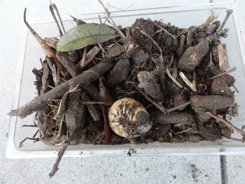 お裾分けのカブトムシの幼虫を育てられるのか