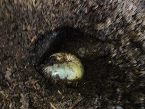 カブトの幼虫の様子を覗いてみた すでにその4