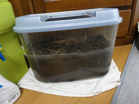 カブトの幼虫飼育日記 すでにその3
