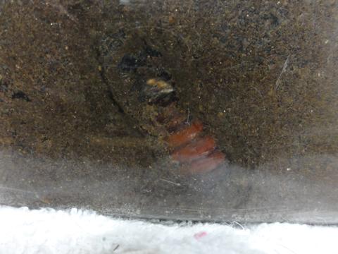 カブトの幼虫飼育日記 すでにその3