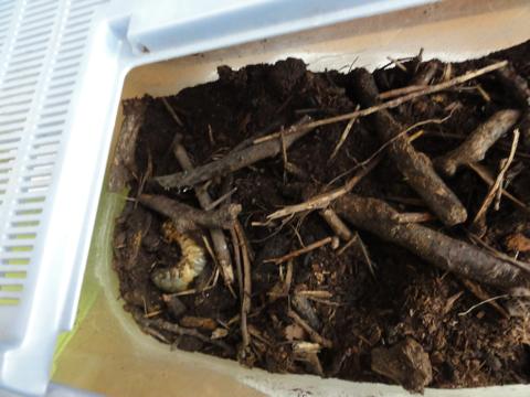 カブトの幼虫飼育日記 すでにその3