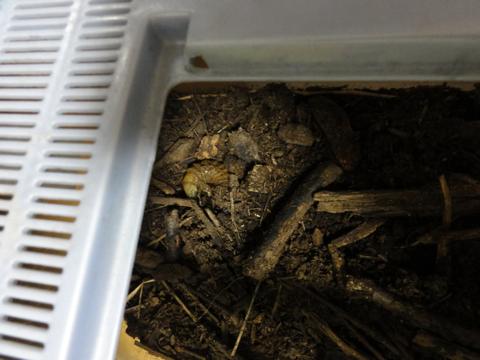 カブトの幼虫の様子を覗いてみた すでにその4