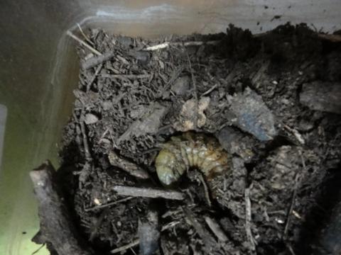 カブトの幼虫の様子を覗いてみた すでにその4