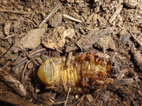 カブトの幼虫の様子を覗いてみた すでにその4