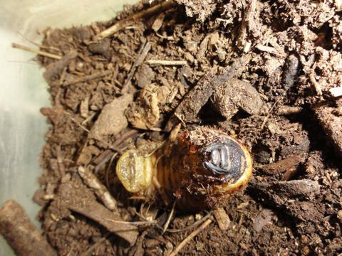 カブトの幼虫の様子を覗いてみた すでにその4