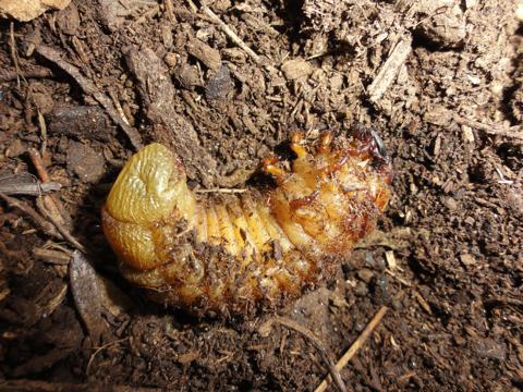 カブトの幼虫の様子を覗いてみた すでにその4