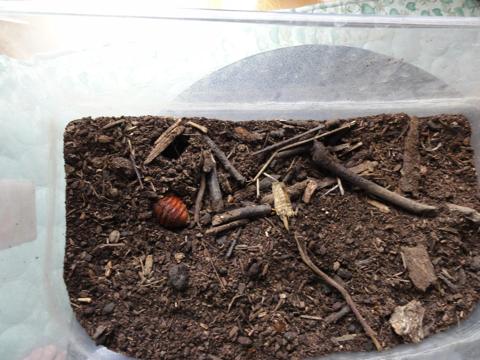 カブトの幼虫ついに!? すでにその6