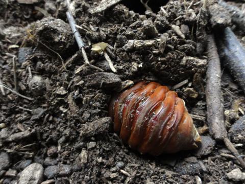 カブトの幼虫ついに!? すでにその6