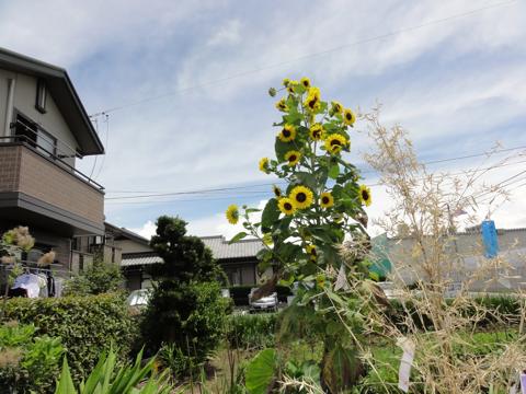 今日のお天気ころころ