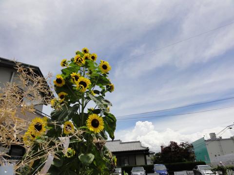 今日のお天気ころころ