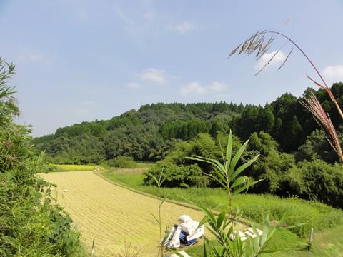 H23年(2011年)稲刈りのお手伝い