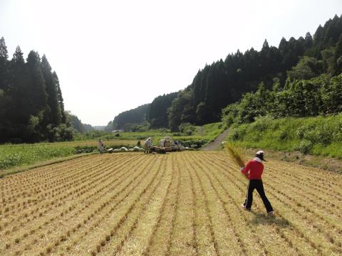H23年(2011年)稲刈りのお手伝い