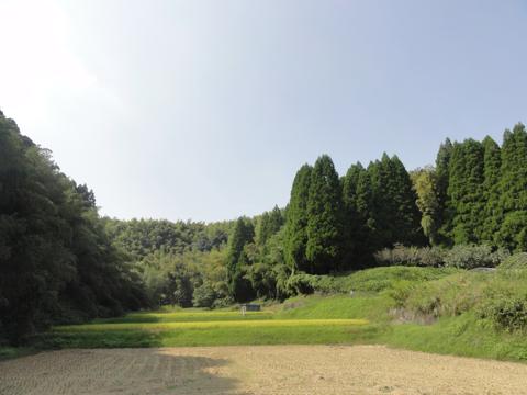 H23年(2011年)稲刈りのお手伝い