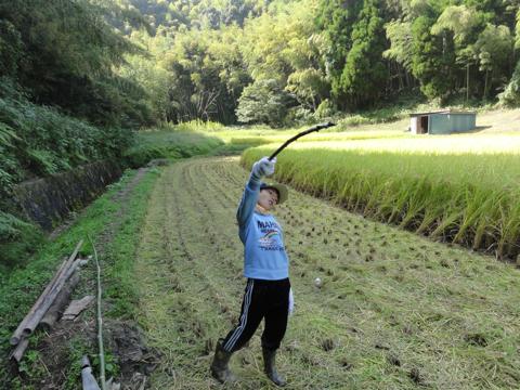 (続)H23年(2011年)稲刈りのお手伝い