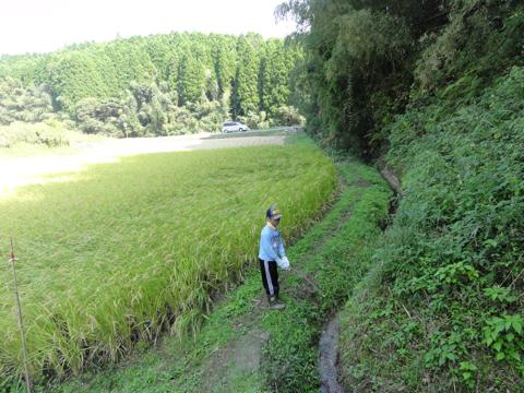 (続)H23年(2011年)稲刈りのお手伝い