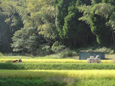 (続)H23年(2011年)稲刈りのお手伝い