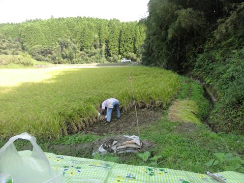 (続)H23年(2011年)稲刈りのお手伝い