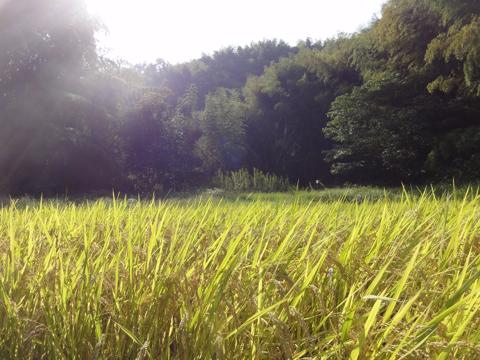(続)H23年(2011年)稲刈りのお手伝い