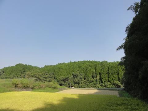 (続)H23年(2011年)稲刈りのお手伝い