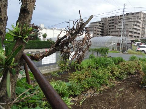 せみの羽化を観察