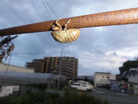せみの羽化を観察
