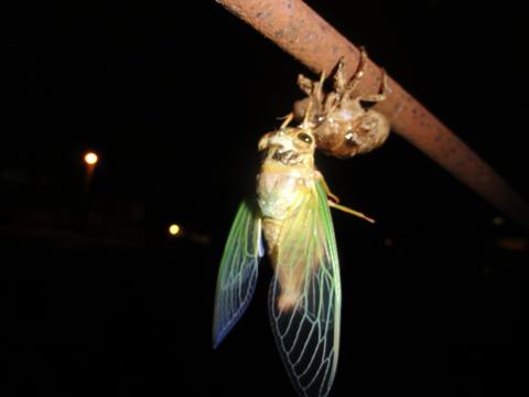 せみの羽化を観察