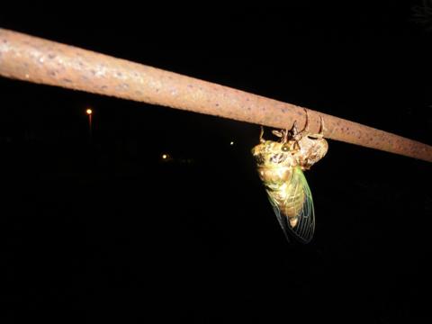 せみの羽化を観察