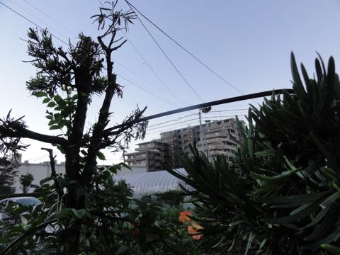 せみの羽化を観察