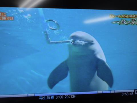 イルカの横バブルリングにチャレンジしてみた