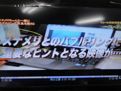 イルカの横バブルリングにチャレンジしてみた